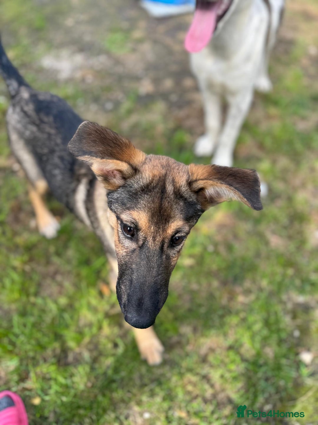 Mixed Breed dogs for adoption: BIBY, a Lovely young girl - for a Loving Home - Advert 16