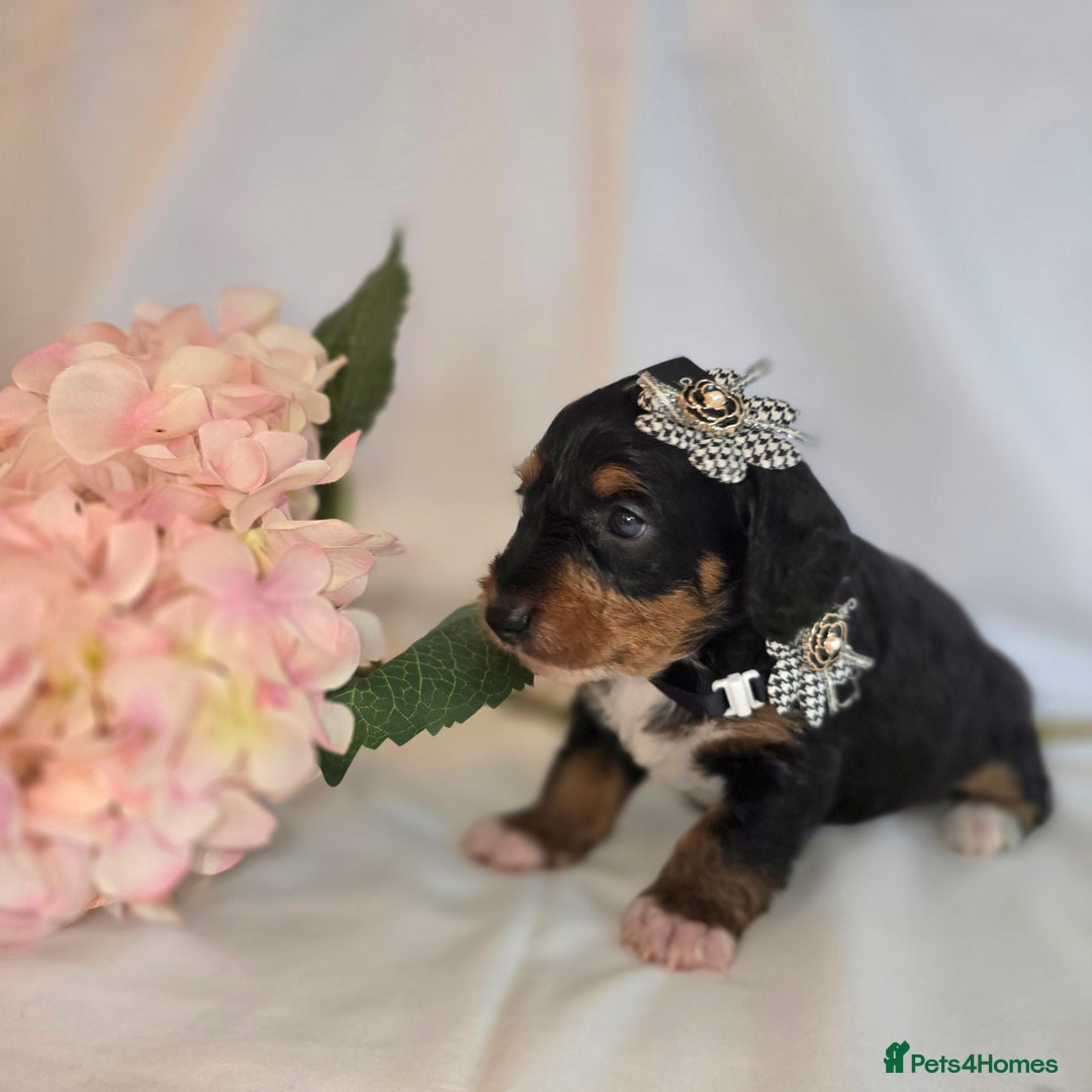 Mixed Breed dogs for sale:  miniature dachshund cross toy poodle doxiepoo   - Image 35