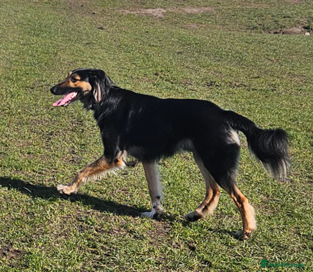 Greyhound dogs for stud: Saluki/greyhound & grey/German shepherd  - Advert 11