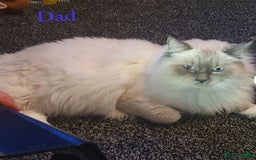 Ragdoll cats for sale: **LAST BOY** CHUNKY RAGDOLL KITTENS FOR SALE - Advert 18