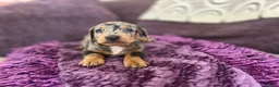 Miniature Dachshund dogs for sale: 🥰🐶MINIATURE DACHSHUND PUPPIE🥰🐶 - Advert 5