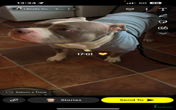 American Bully dogs for sale: Male American bully  - Image 6