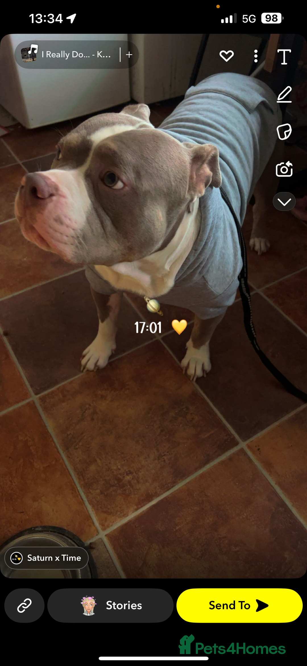 American Bully dogs for sale: Male American bully  - Image 6