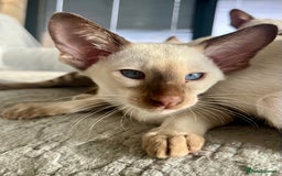 Oriental cats for sale: Pedigree Oriental Siamese kittens GCCF reg - Image 28