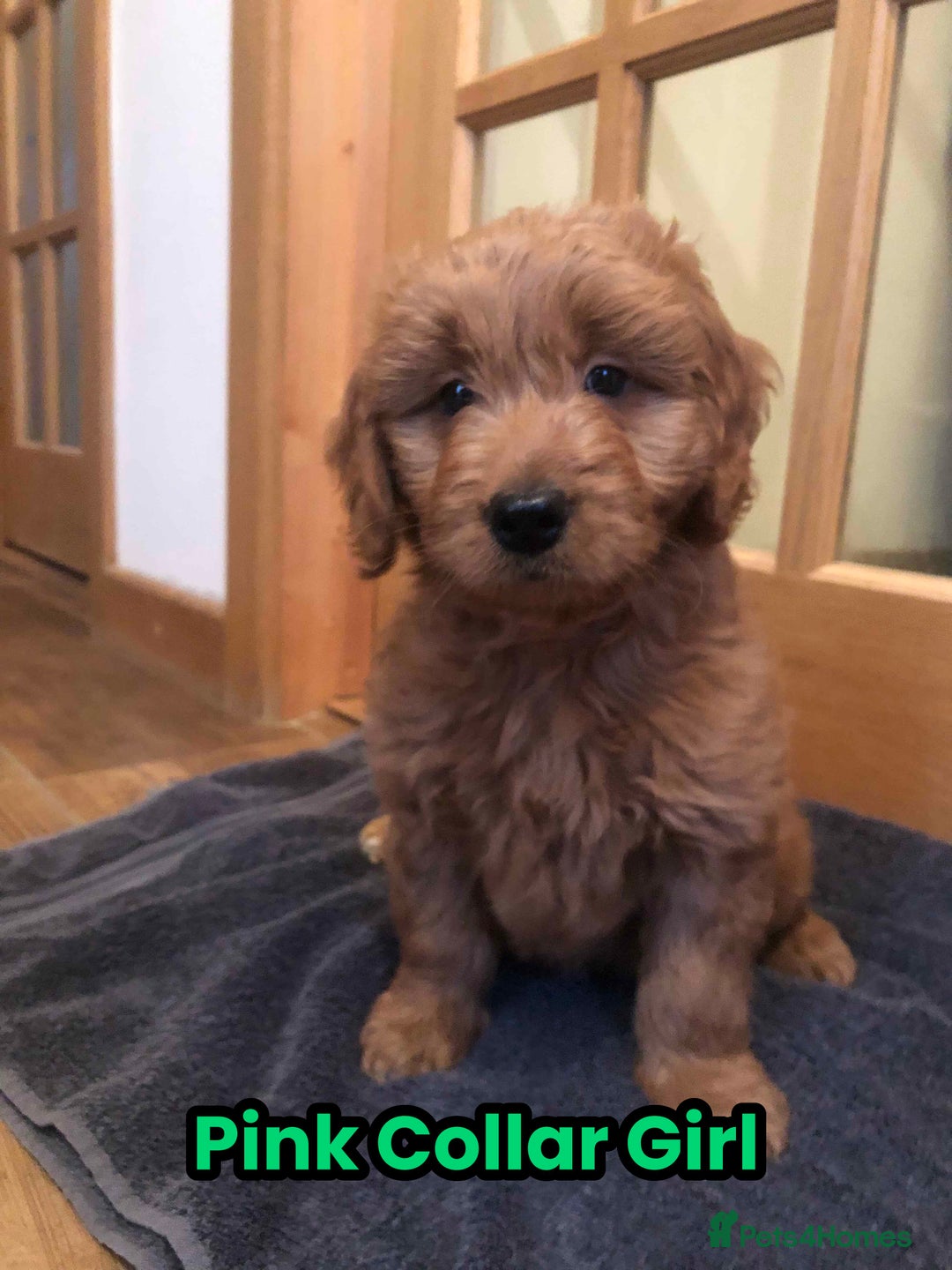 Goldendoodle dogs for sale: F1 Miniature Goldendoodle's 100% DNA Health-Tested - Advert 22