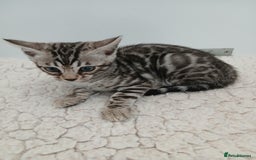 Bengal cats for sale: Stunning Bengal kittens - Image 8
