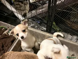 Mixed Breed dogs Adorable Toy Chi-Tzu Puppies in Spennymoor - Advert 1