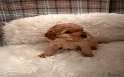 Cavapoo dogs for sale:  Cavapoo F1 Red Boys , Visits start this weekend  - Image 4