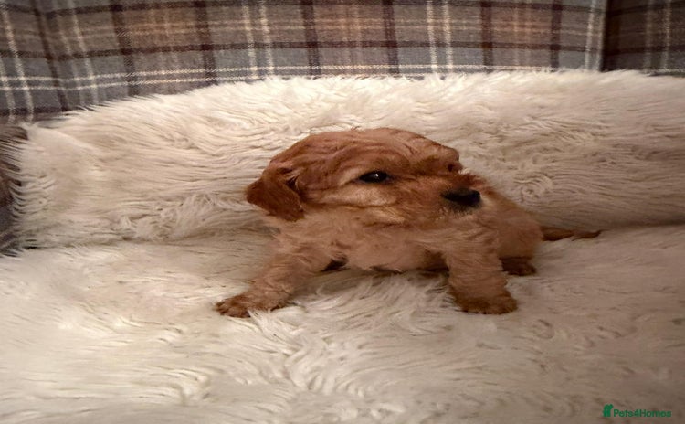 Cavapoo dogs - Advert 15