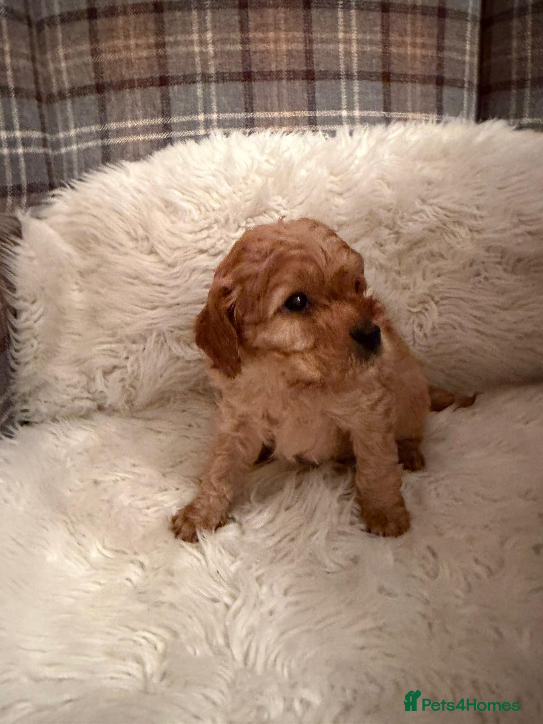 Cavapoo dogs for sale:  Cavapoo F1 Red Boys , Visits start this weekend  - Image 4