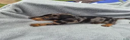 Miniature Dachshund dogs for sale: Stunning KC Reg, PRA Clear dachshund pupies - Advert 30