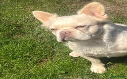 French Bulldog dogs for sale: Gorgeous fluffy Frenchie female  - Image 13