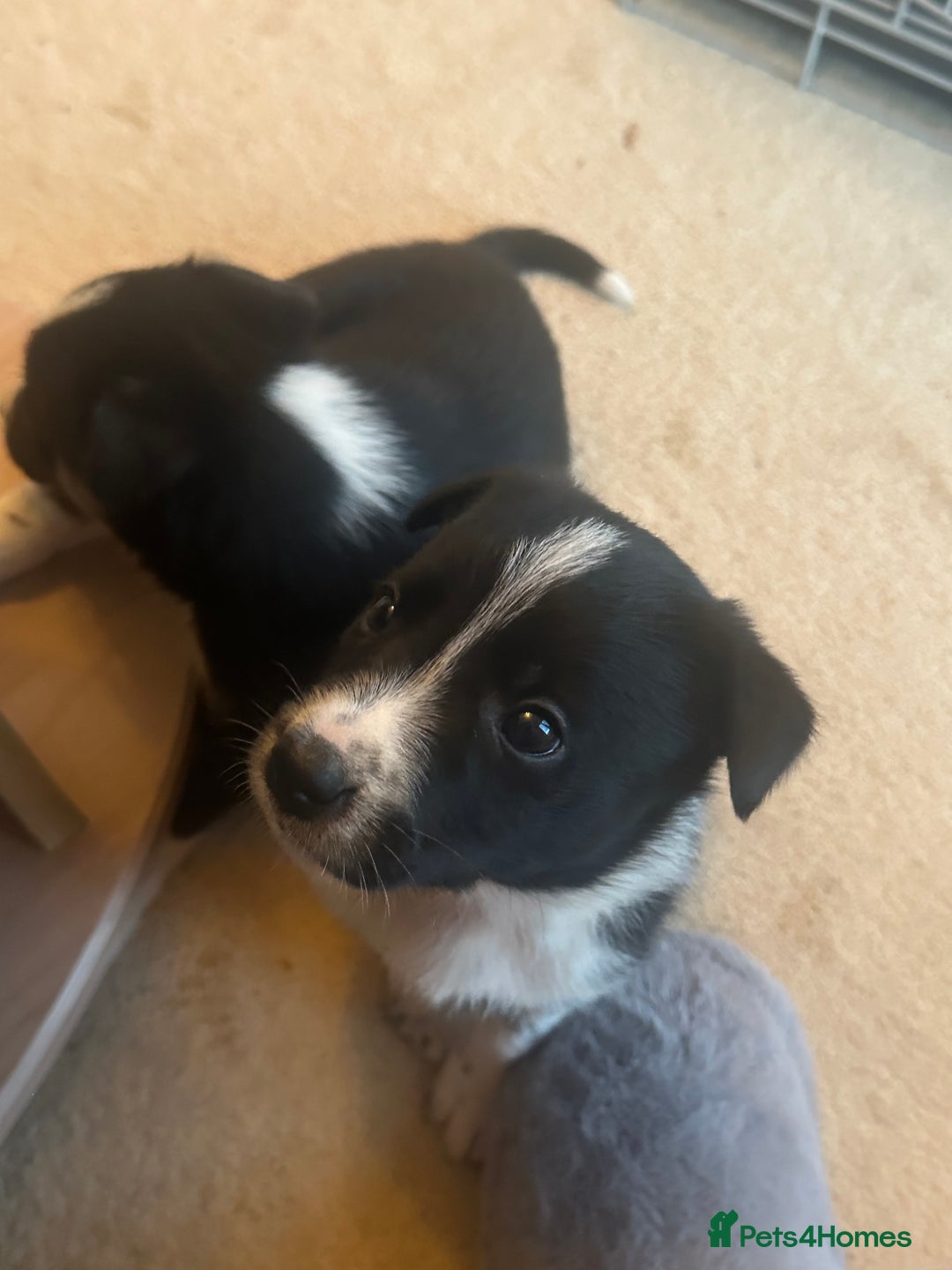 Border Collie dogs for sale: Working border collie puppies  - Advert 8