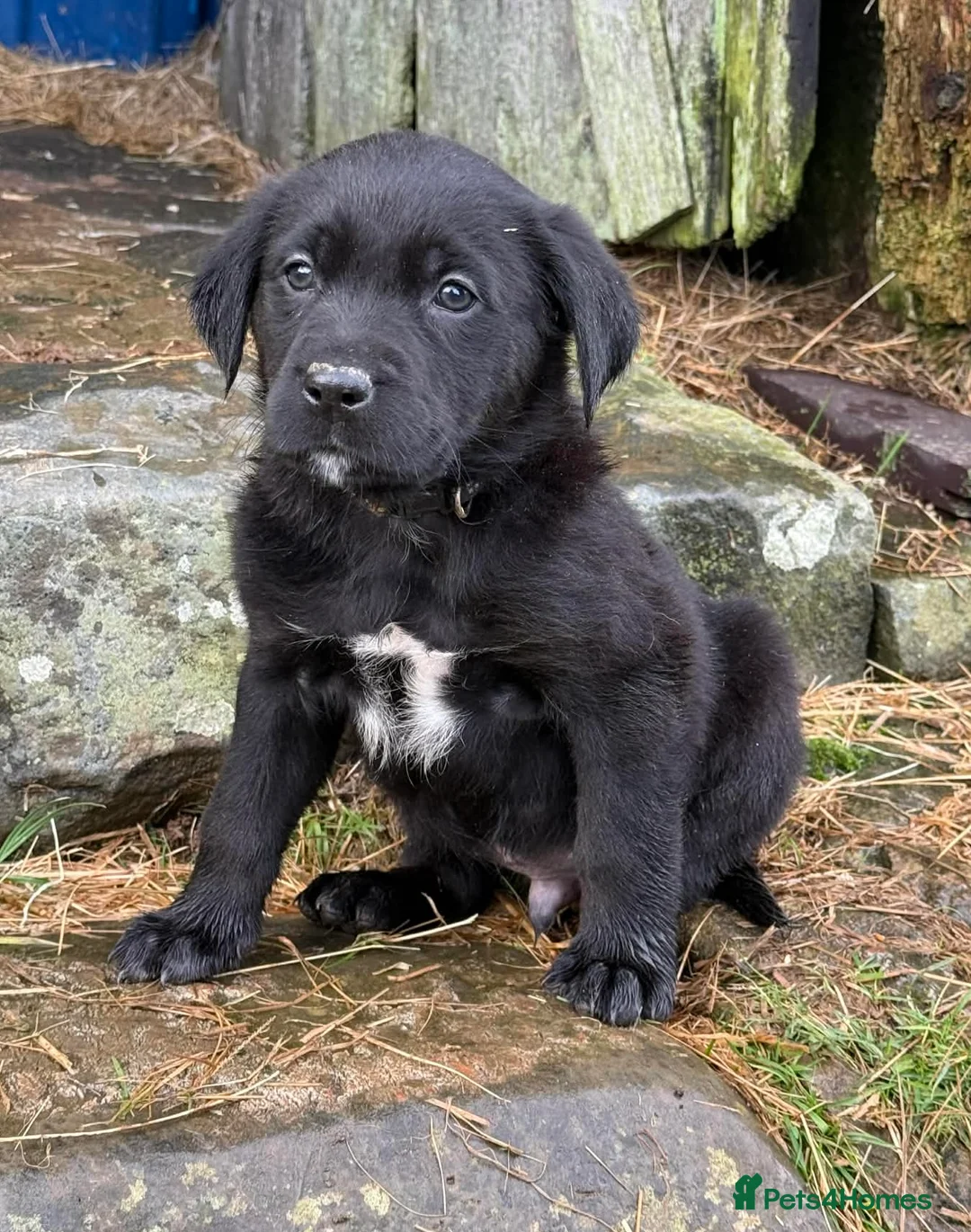 Labrador Retriever dogs for sale: Labrador x huntaway puppies ⭐️only 1 girl left⭐️ - Advert 1