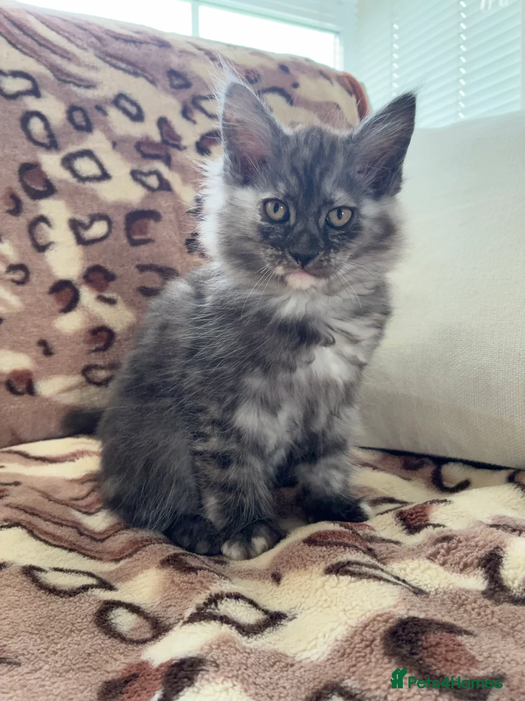 Mixed Breed cats for sale:  Mixed Maine coon kitten looking for a loving home - Advert 4