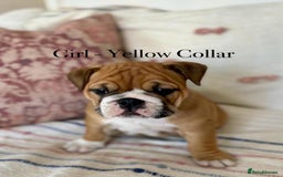 English Bulldog dogs for sale: READY NOW! vaccinated microchipped KC Bulldog pups in Rochford - Image 19