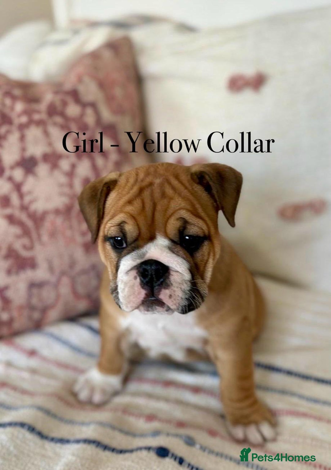 English Bulldog dogs for sale: READY NOW! vaccinated microchipped KC Bulldog pups in Rochford - Image 19