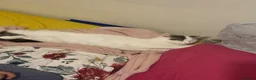 Ragdoll cats for sale: Ragdoll white and tabby  - Advert 3
