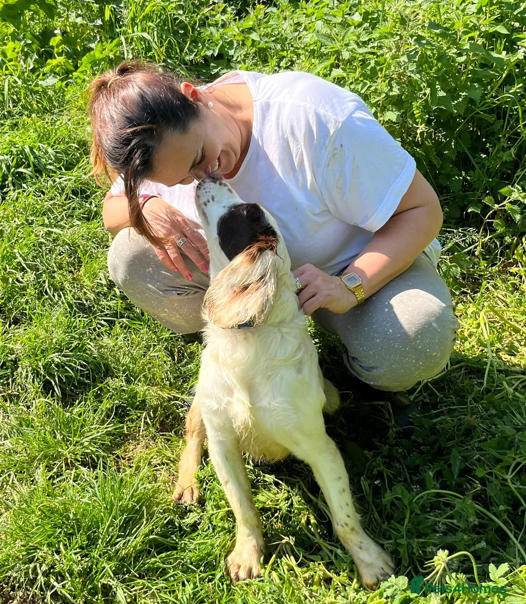 English Springer Spaniel dogs for adoption: Springer Spaniel nine months old, Tino in Matlock - Advert 2