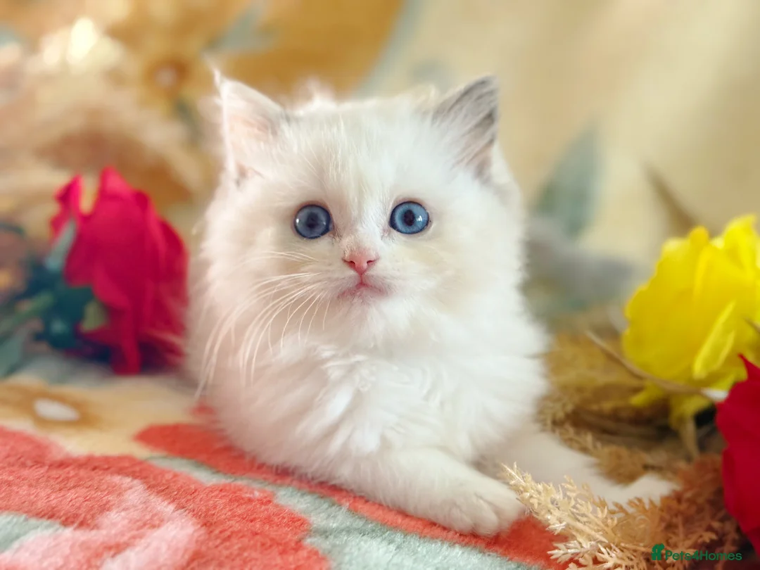 Ragdoll cats for sale: TICA Registered EU famous R bloodline  - Advert 1