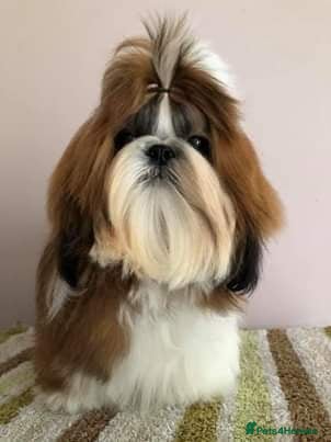 Shih Tzu dogs Show Quality Boy At Stud in Wakefield - Advert 17