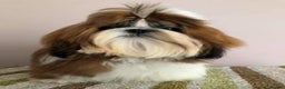 Shih Tzu dogs for stud: Show Quality Boy At Stud in Wakefield - Advert 1