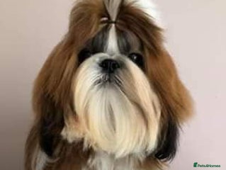 Shih Tzu dogs in Wakefield - Advert 7