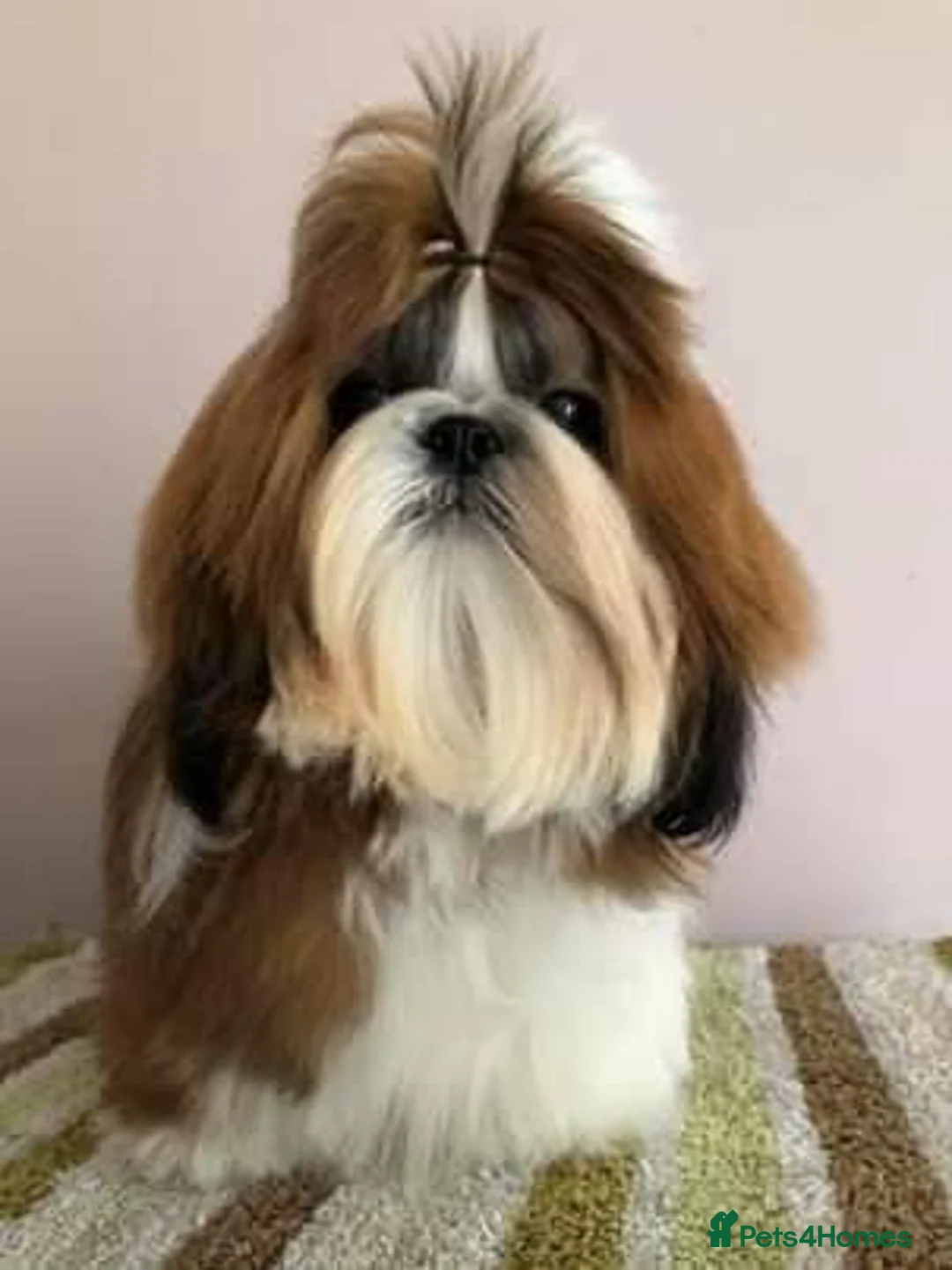 Shih Tzu dogs for stud: Show Quality Boy At Stud in Wakefield - Advert 1