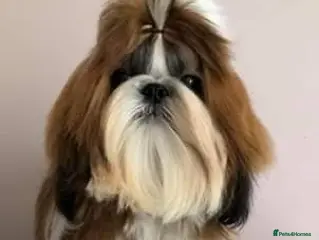 Shih Tzu dogs Show Quality Boy At Stud in Wakefield - Advert 9