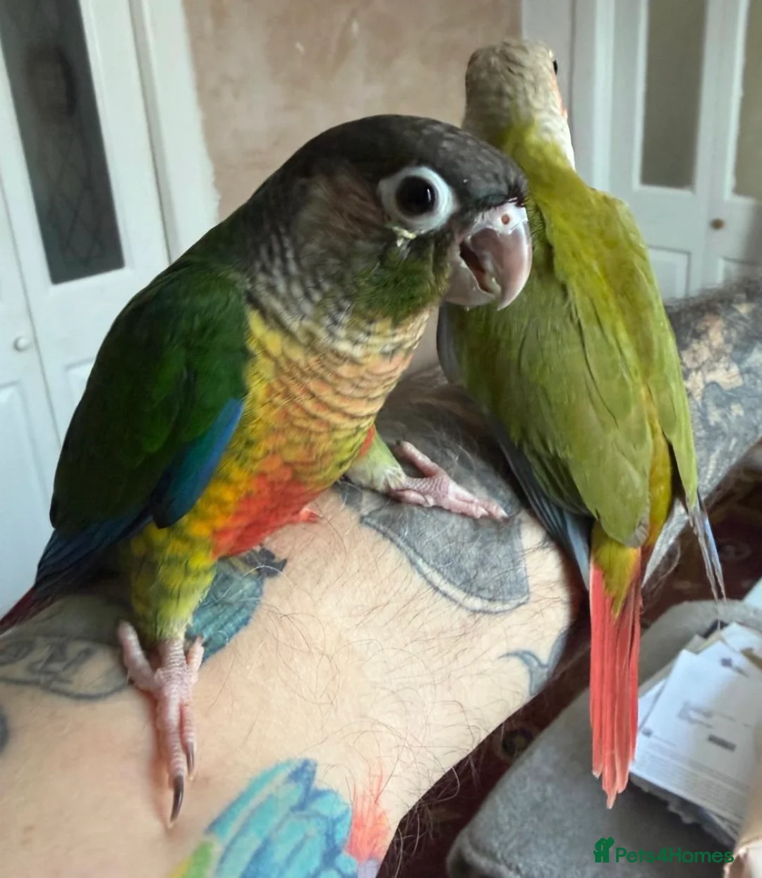 Conures birds for sale: Baby hand reared conures  - Advert 2