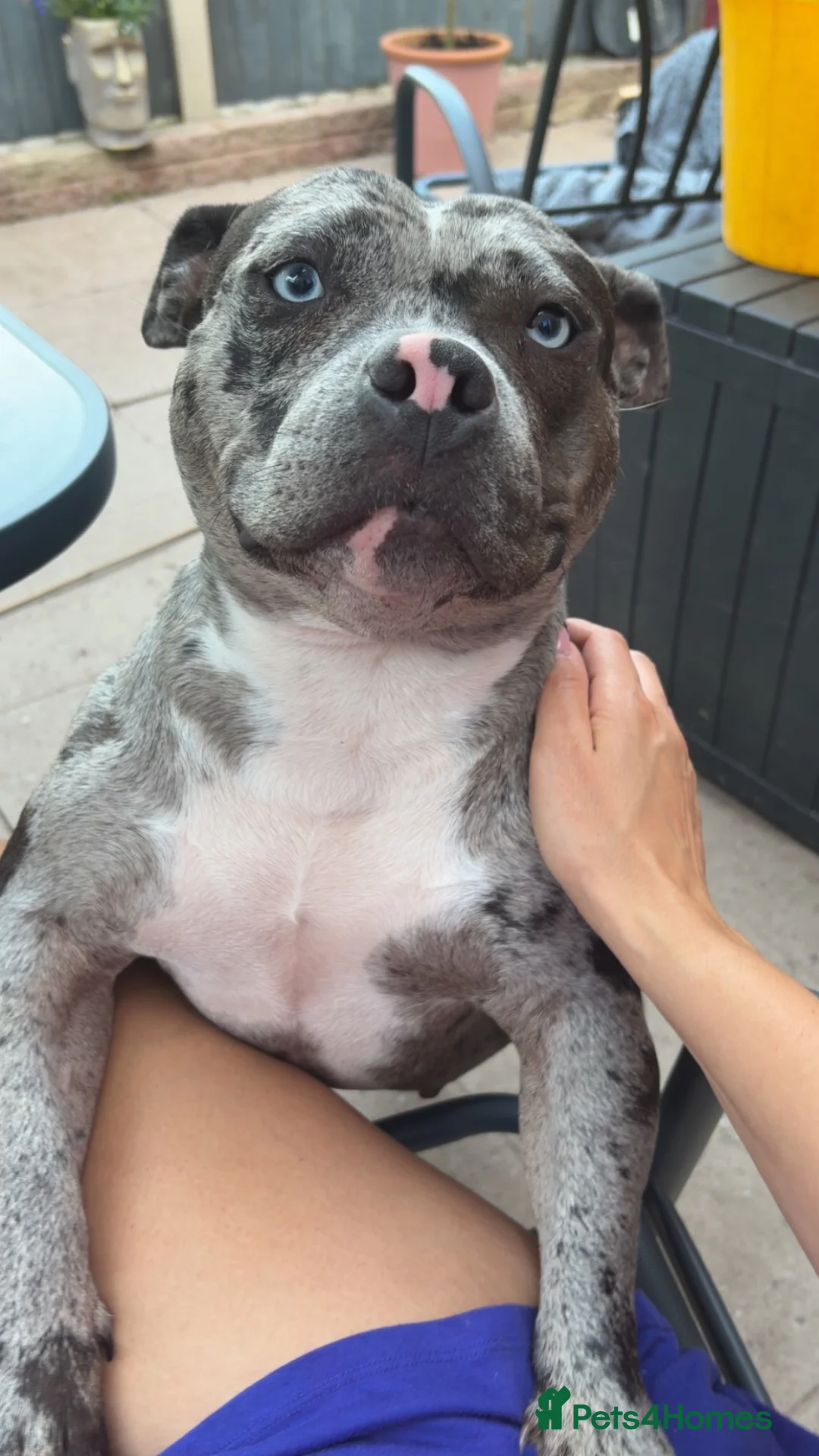 American Bully dogs for sale: Mother and son pocket bullys in Stoke-on-Trent - Advert 2