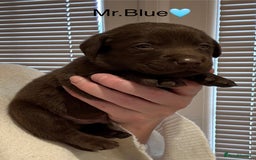 Labrador Retriever dogs for sale: Outstanding Quality Chocolate Labrador Puppies - Image 8