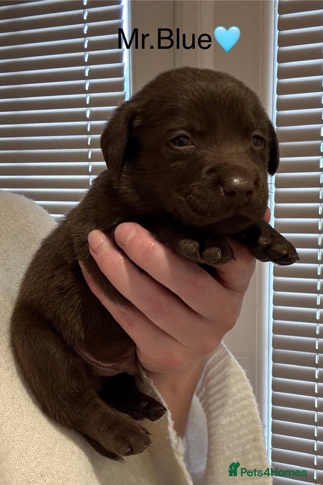 Labrador Retriever dogs for sale: Outstanding Quality Chocolate Labrador Puppies - Image 8