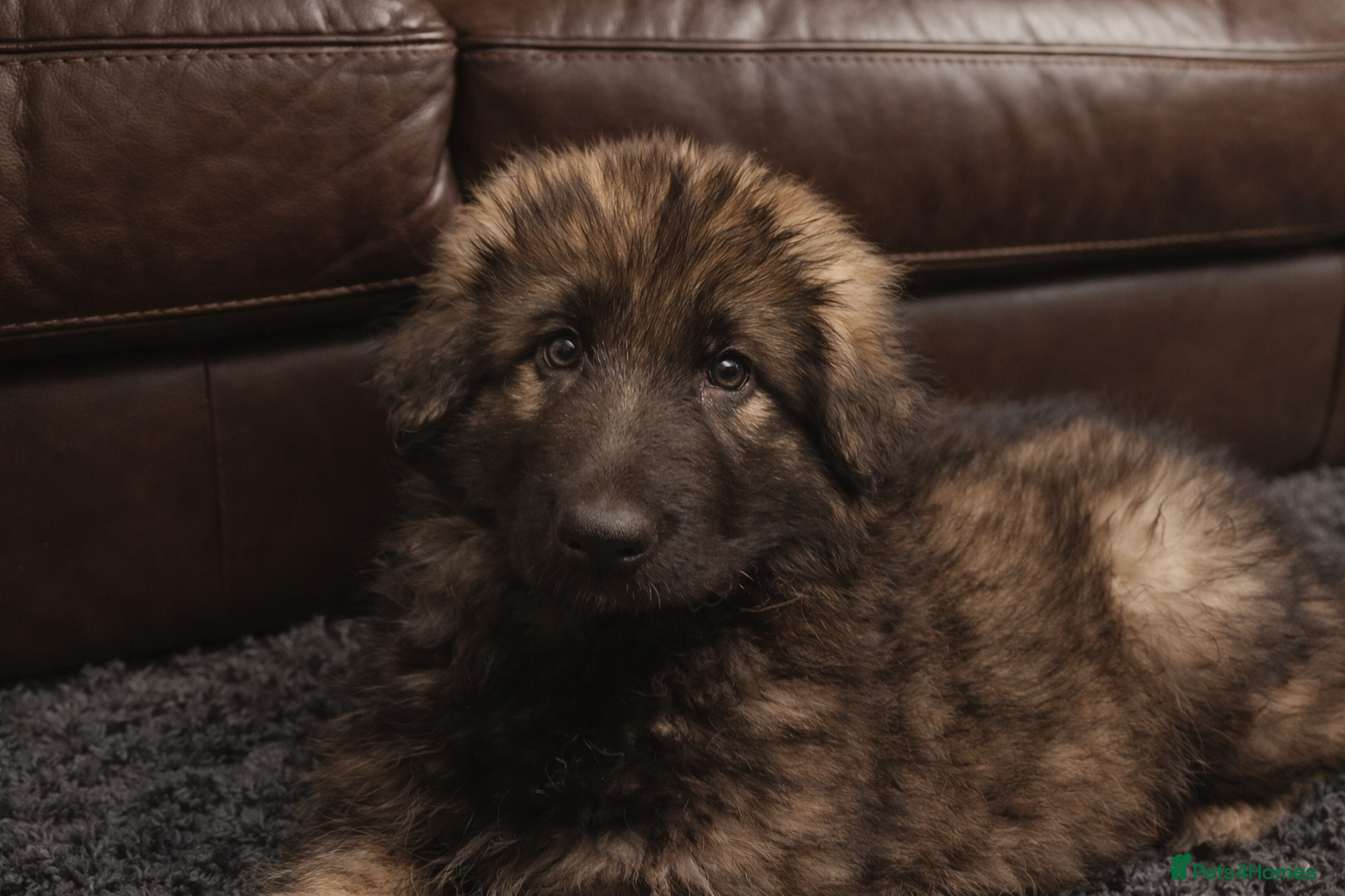 German Shepherd dogs 2 girls, long coat, STRAIGHT BACK silver sable GSD - Advert 5