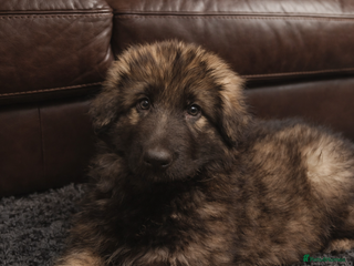 German Shepherd dogs 1 girl long coat, STRAIGHT BACK silver sable GSD - Advert 7