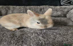 Netherland Dwarf rabbits for sale: Harlequin Netherland Dwarf bunnies  - Advert 8