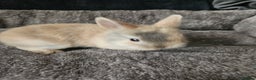 Netherland Dwarf rabbits for sale: Harlequin Netherland Dwarf bunnies  - Advert 8