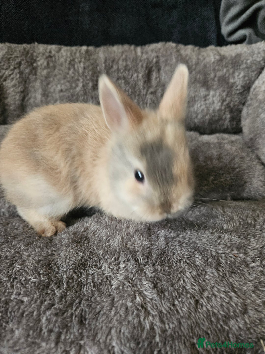 Netherland Dwarf rabbits for sale: Harlequin Netherland Dwarf bunnies  - Advert 8
