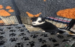Border Collie dogs for sale: 5 border collie pups - Image 9