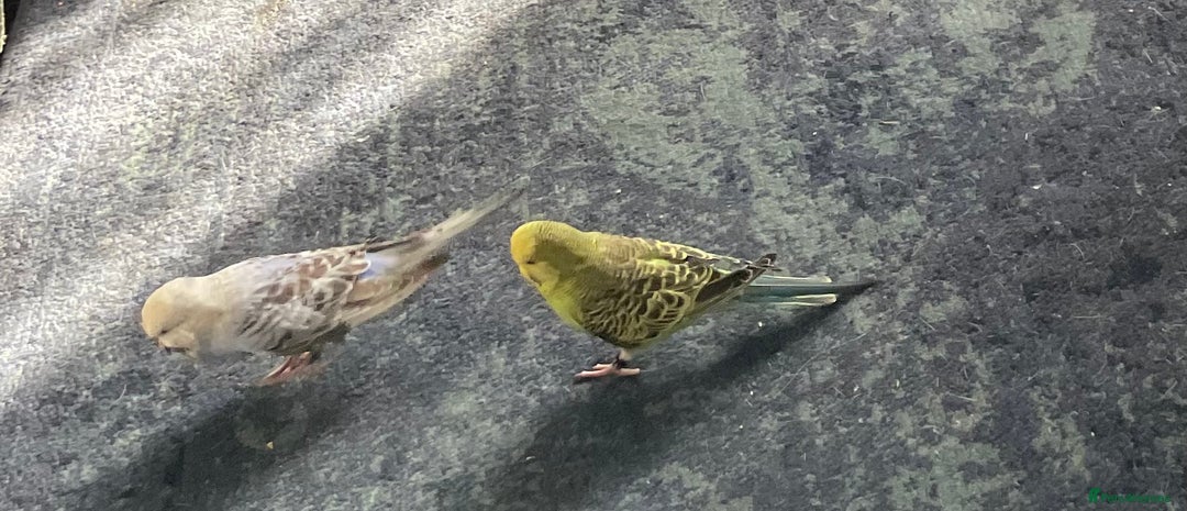 Budgerigars birds for sale: 2 budgies and cage with stand  - Image 5
