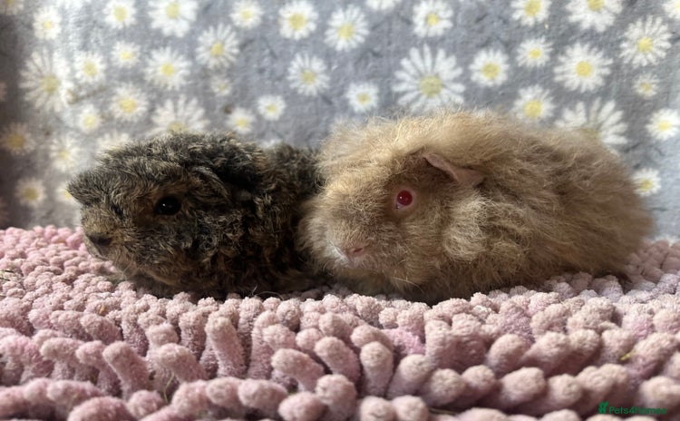 Guinea Pig rodents - Advert 2