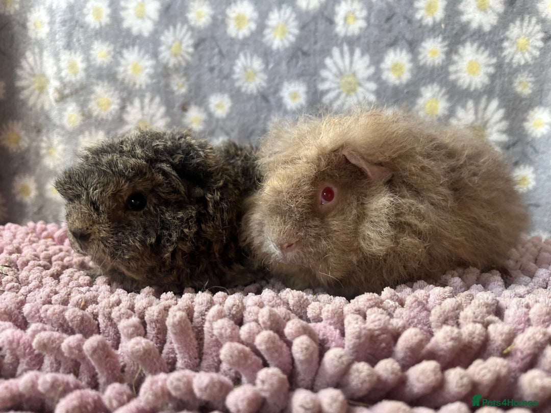 Guinea Pig rodents for sale: GORGOUS PAIR OF ALPACA BOYS🩵🩵 - Image 1