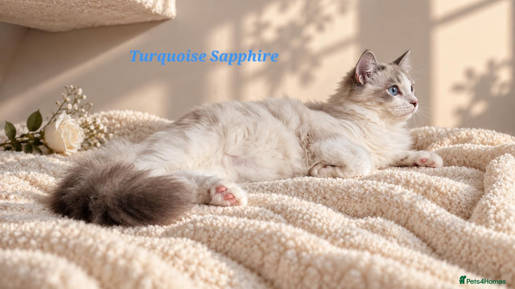 Ragdoll cats STUNNING TICA REGISTRED RAGDOLLS - Advert 2