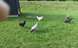 Chickens poultry for sale: Chickens for sale approx 2  years old  - Image 2