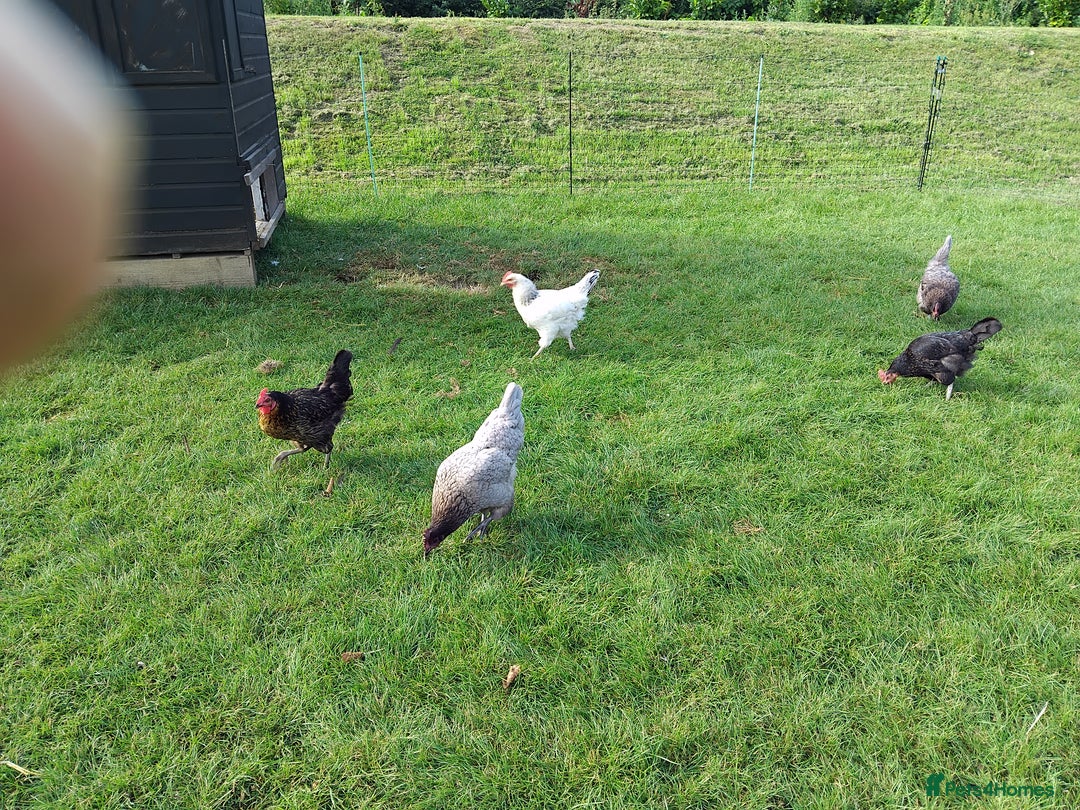 Chickens poultry for sale: Chickens for sale approx 2  years old  - Image 2