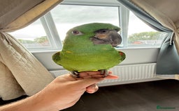 Parrots birds for sale: Yellow Naped Amazon  - Image 1