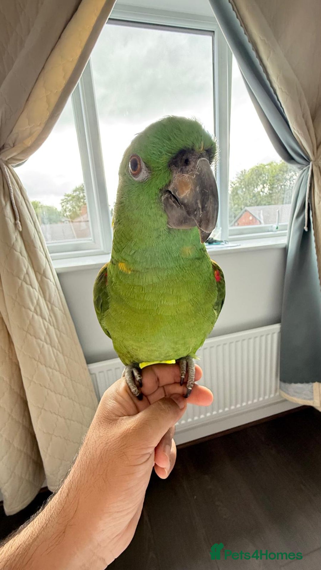 Parrots birds for sale: Yellow Naped Amazon  - Image 1