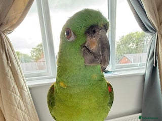 Parrots birds - Advert 24