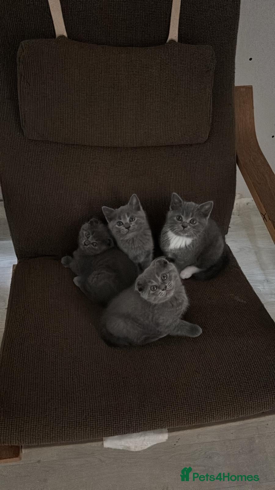 British Shorthair cats Five girls  - Advert 5