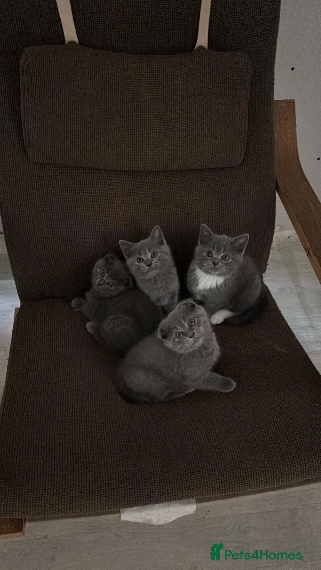 British Shorthair cats for sale: 🐾 Adorable British Shorthair Mix Kittens ! 🐱❤️ - Advert 1